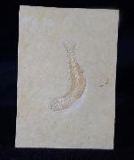 Leptolepides sprattiformis (BLAINVILLE 1818) - Bild &copy; FossNet FossilienStore